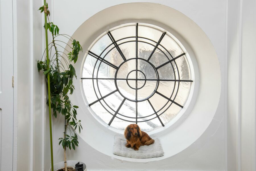 Long haired brown dauchund resting on a round window's sill.